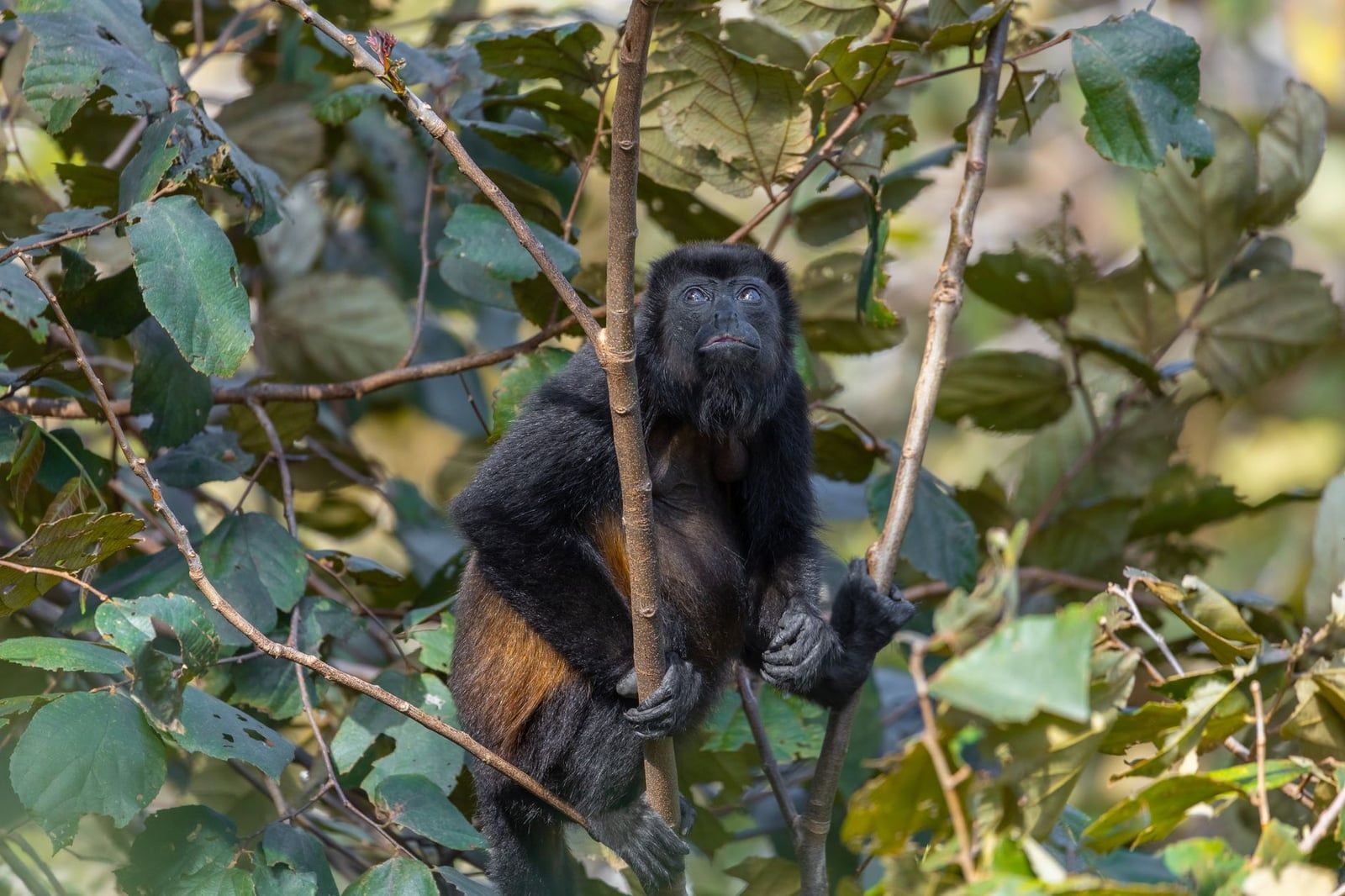 A mantled howler monkey, one of the resident primate species found in Manuel Antonio National Park, perches among leafy branches in the Costa Rican canopy.