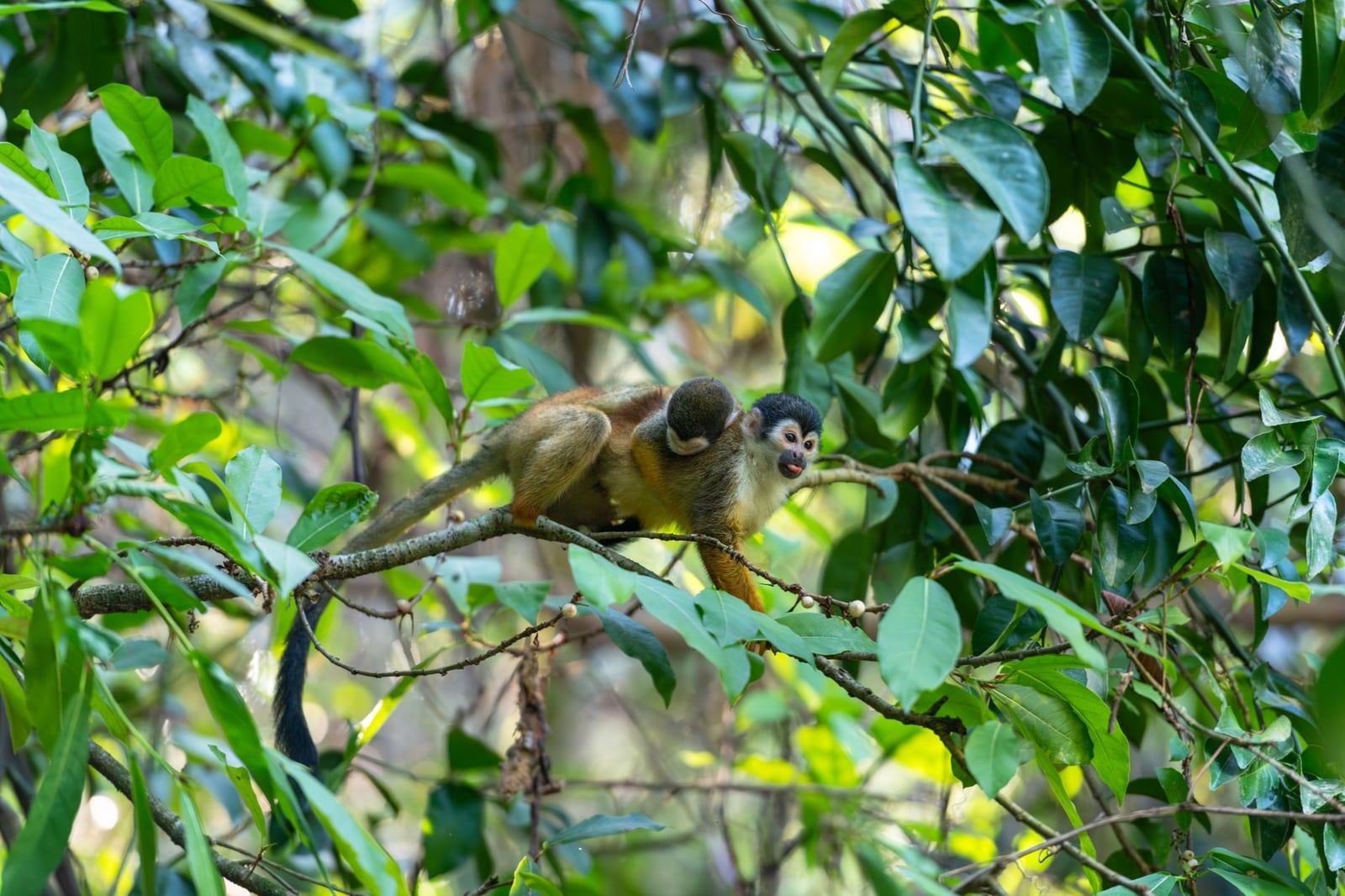 A Central American squirrel monkey perches on a tree branch with an infant on its back amidst the lush foliage of Manuel Antonio National Park.