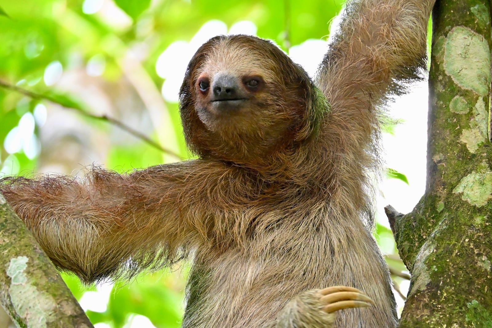 Uma preguiça-de-três-dedos de garganta marrom olha diretamente para a câmera enquanto se agarra a um tronco de árvore no Parque Nacional Manuel Antonio.