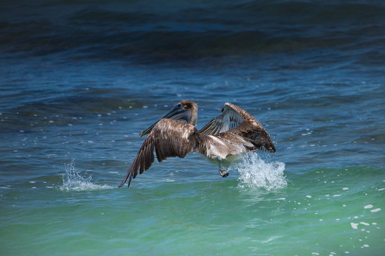 Un pelícano pardo planea bajo sobre olas turquesas del océano con las alas extendidas, levantando espuma marina a lo largo de la costa costarricense.