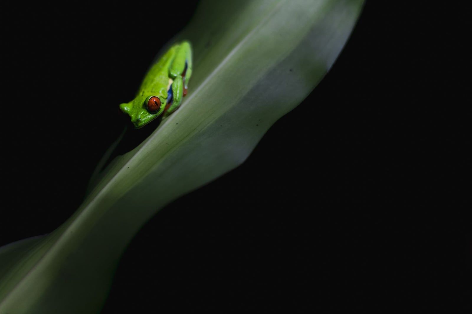 Una vibrante rana de ojos rojos verde descansa sobre una gran hoja curva por la noche en una selva tropical de Costa Rica.