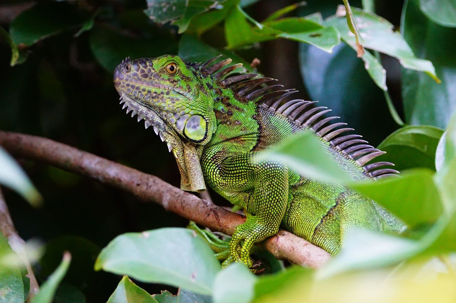 Una vibrante iguana verde posa sobre una rama rodeada de exuberantes hojas de selva tropical en Costa Rica, un espectáculo común en el Parque Nacional Manuel Antonio.