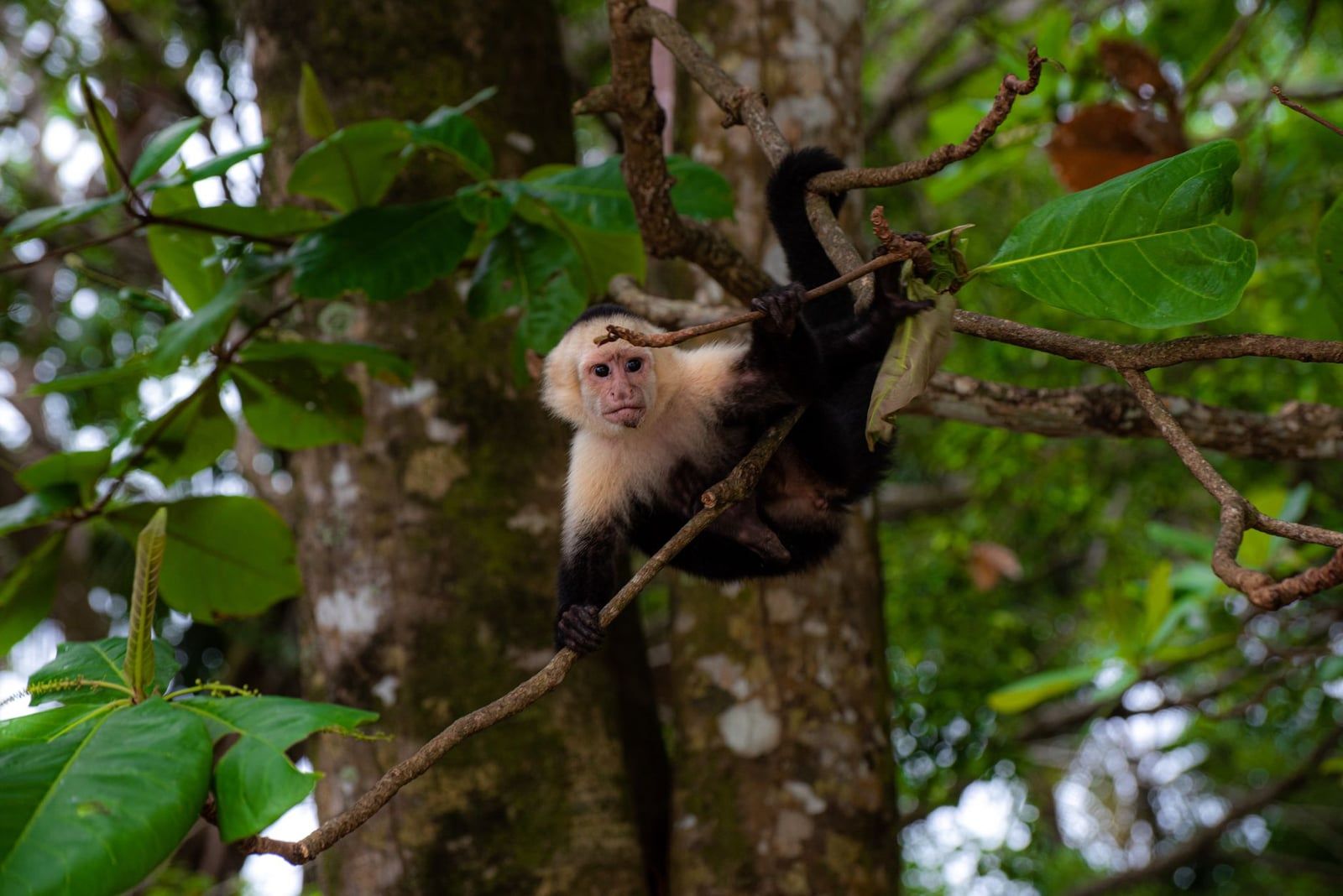 Ein Weißschulterkapuziner sitzt üppigen Baumzweigen im Manuel-Antonio-Nationalpark.