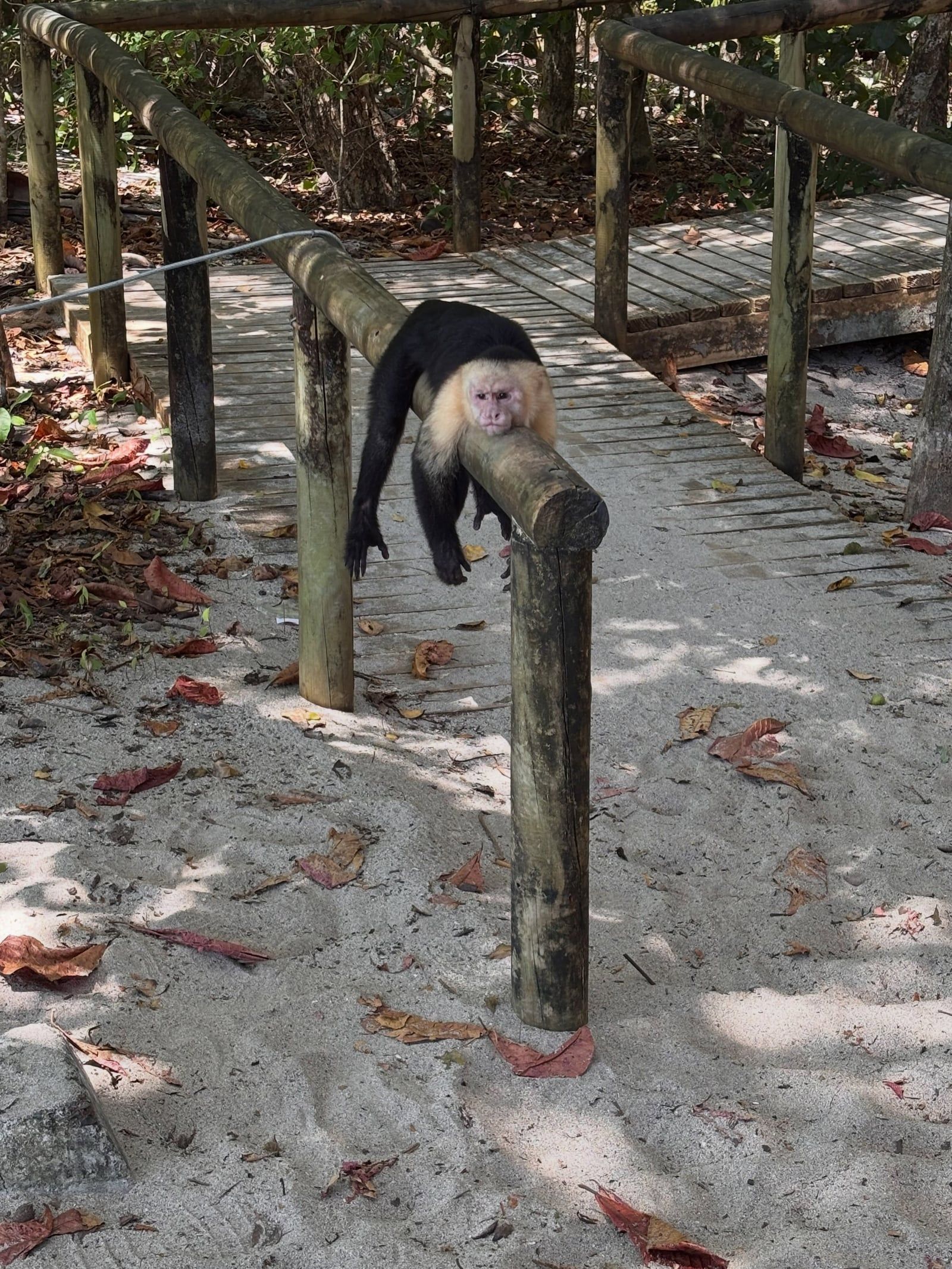 Manuel Antonio National Park view