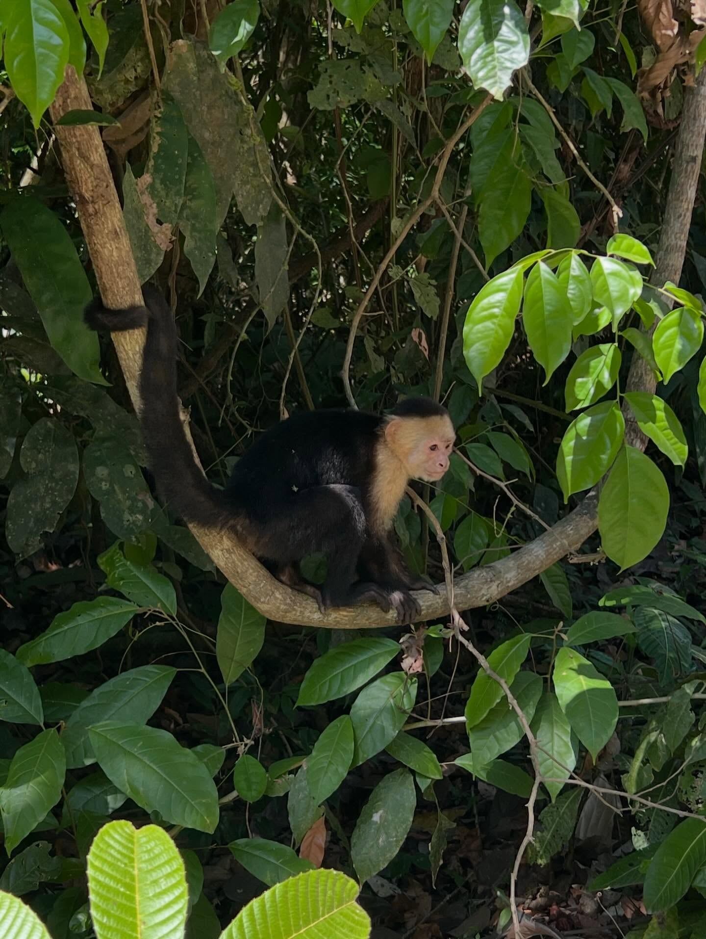 Besucherfoto einer Tour in Nationalpark Manuel Antonio